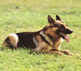 Adestramento de cães em Poços de Caldas